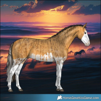 Horse Color:Buckskin Splash  and Buckskin Splash 