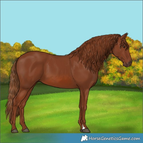 Horse Color:Chestnut 