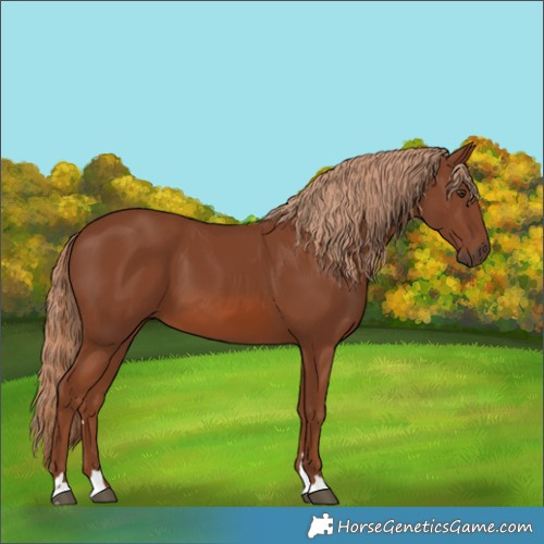 Horse Color:Chestnut 