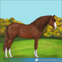 Horse Color:Chestnut 