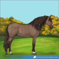 Horse Color:Liver Red Dun 