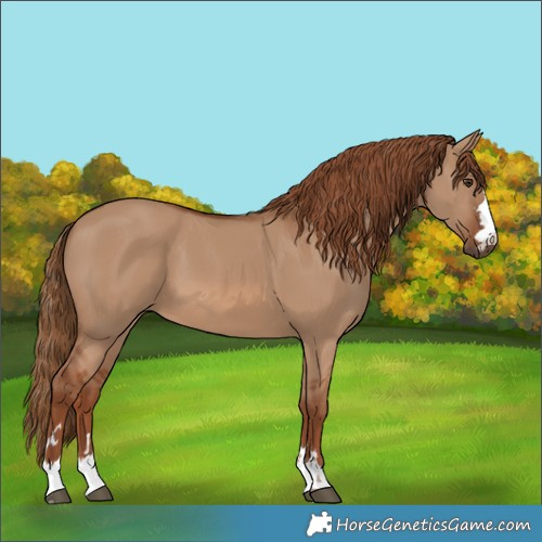 Horse Color:Red Dun 