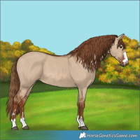 Horse Color:Red Dun