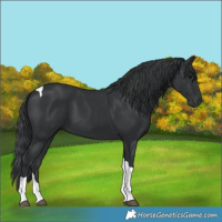 Horse Color:Black Tobiano
