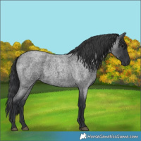 Horse Color:Blue Roan 