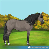 Horse Color:Grullo 