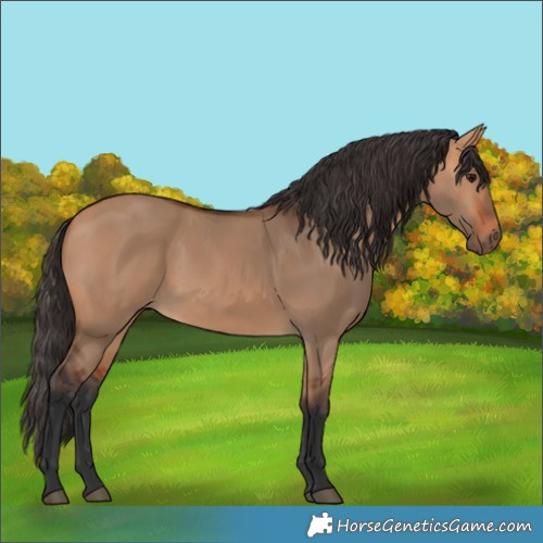 Horse Color:Bay Dun 