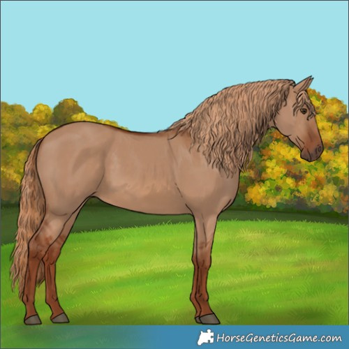 Horse Color:Red Dun 