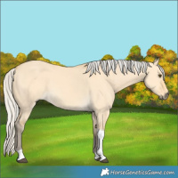 Horse Color:Silver Buckskin Dun Tobiano 