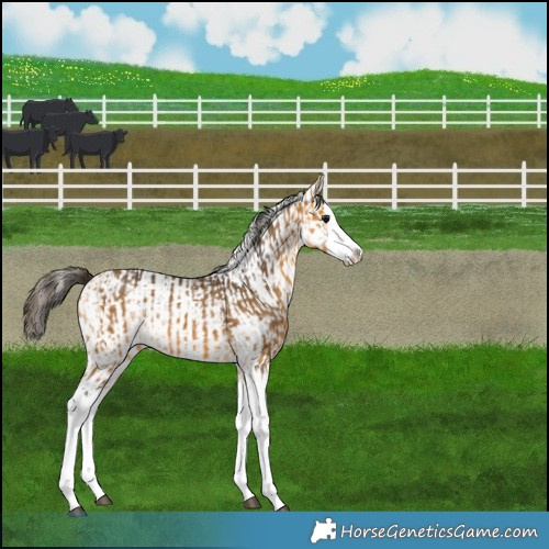 Horse Color:Buckskin Splash  and Buckskin Splash 