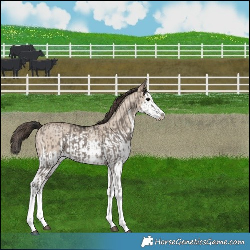 Horse Color:Grullo Sabino Splash  and Classic Champagne Dun Sabino Splash 
