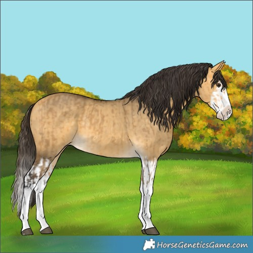 Horse Color:Buckskin Dun Splash and Buckskin Dun Splash