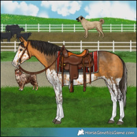 Horse Color:Buckskin Splash  and Buckskin Splash 
