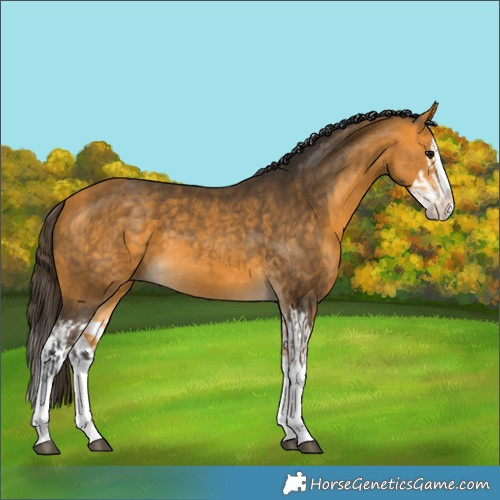 Horse Color:Buckskin Splash  and Buckskin Splash 