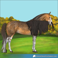 Horse Color:Buckskin Splash  and Buckskin Splash 
