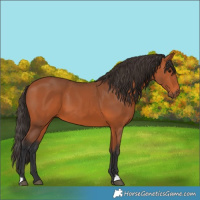 Horse Color:Bay 