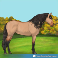 Horse Color:Bay Dun
