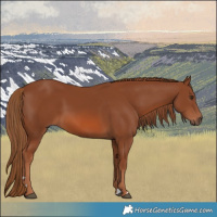 Horse Color:Chestnut 
