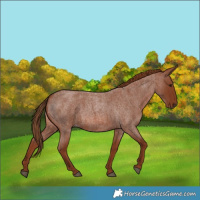 Horse Color:Red Roan