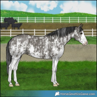 Horse Color:Grullo Sabino Splash  and Grullo Sabino Splash 