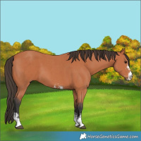 Horse Color:Bay Sabino