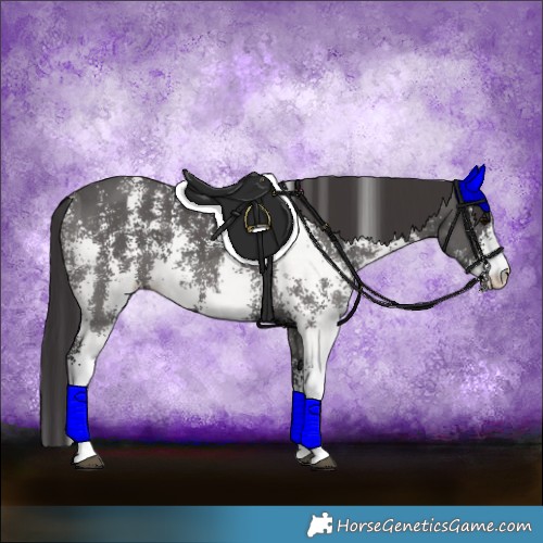 Horse Color:Smoky Black Sabino 