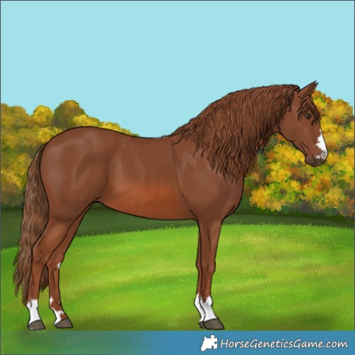 Horse Color:Chestnut 
