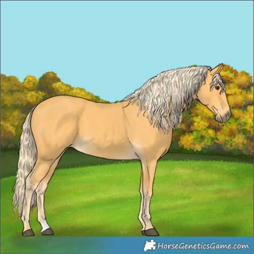 Horse Color:Palomino 