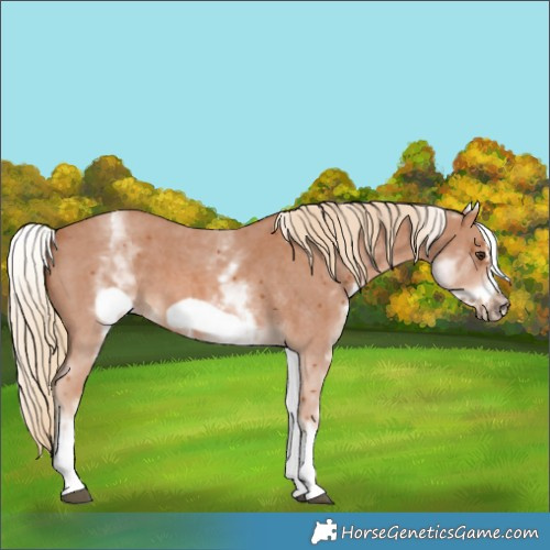 Horse Color:White Spotted Chestnut Sabino Frame