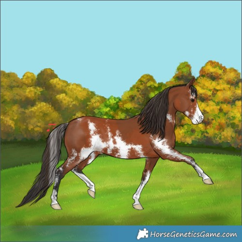 Horse Color:Bay Sabino  and Bay Sabino 
