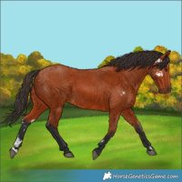 Horse Color:Bay Sabino  and Bay 