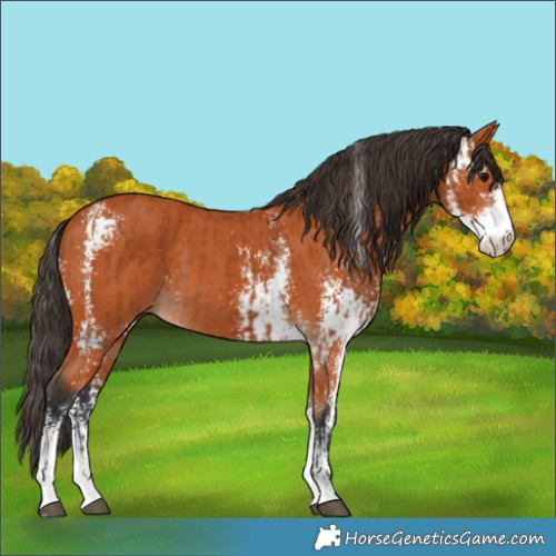 Horse Color:Bay Sabino  and Bay Sabino 