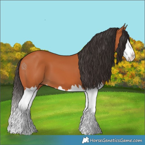 Horse Color:Bay Splash