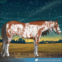 Horse Color:Bay Sabino  and Bay Sabino Frame 