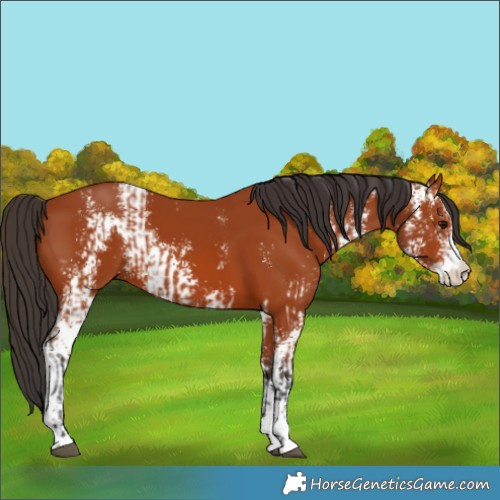 Horse Color:Bay Sabino and Bay Sabino
