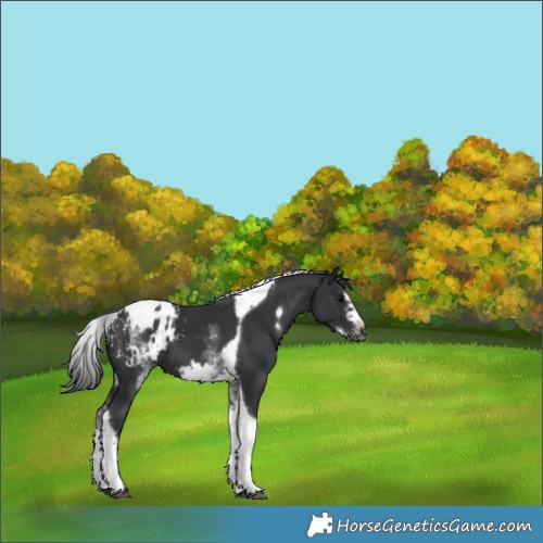 Horse Color:White Spotted Black Splash Tobiano Frame Appaloosa 