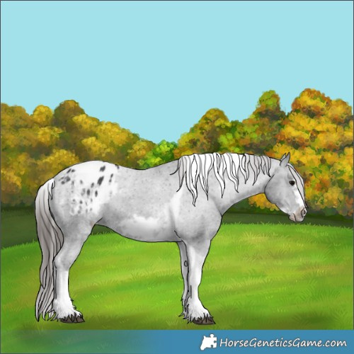 Horse Color:White Spotted Black Splash Tobiano Frame Blanket 