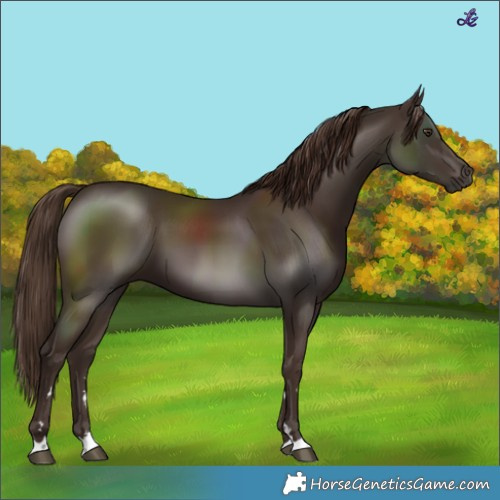 Horse Color:Liver Chestnut 