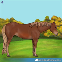 Horse Color:Chestnut 