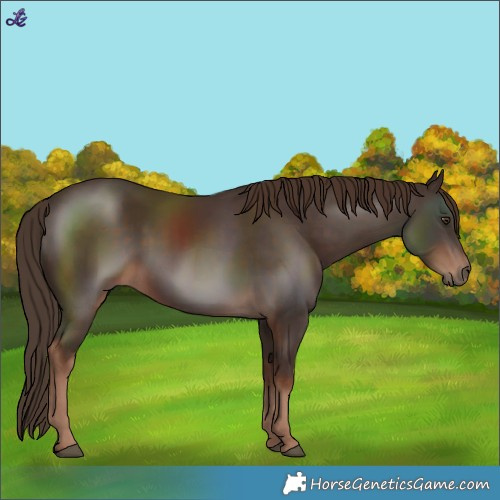 Horse Color:Liver Chestnut 