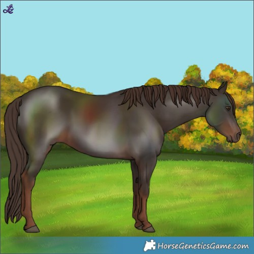 Horse Color:Liver Chestnut 