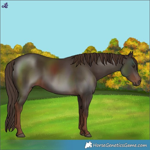 Horse Color:Liver Chestnut 