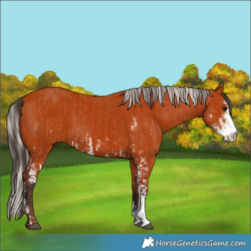 Horse Color:Bay Sabino  and Silver Bay Sabino 