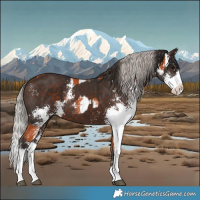 Horse Color:Bay Sabino and Silver Bay Sabino Splash