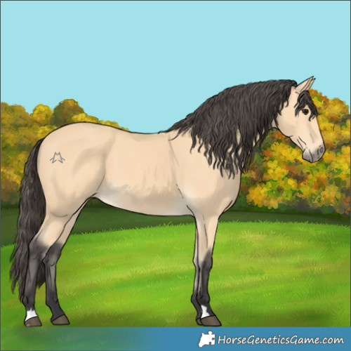 Horse Color:Buckskin 