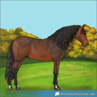 Horse Color:Bay 