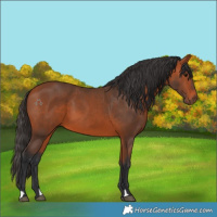 Horse Color:Bay 