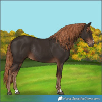 Horse Color:Liver Chestnut Rabicano