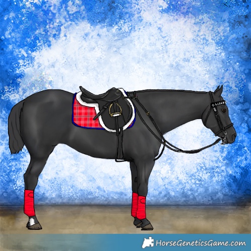 Horse Color:Black and Black
