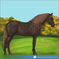 Horse Color:Liver Chestnut Rabicano